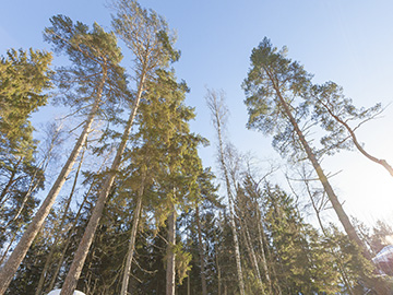 Купить земельный участок без подряда